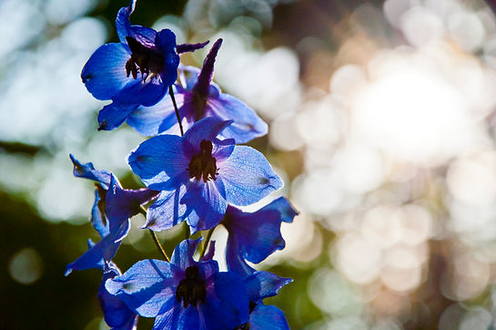 Delphinium flower stick. summer garden. villatic holiday season. sunny warm morning. sprin