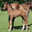 Copy of Painted Black x Lord Leatherdale x Negro x Gershwin