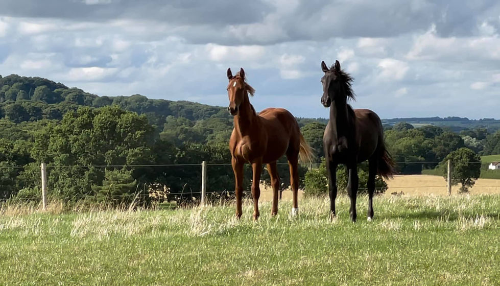 Drake & Digby yearlings.jpg
