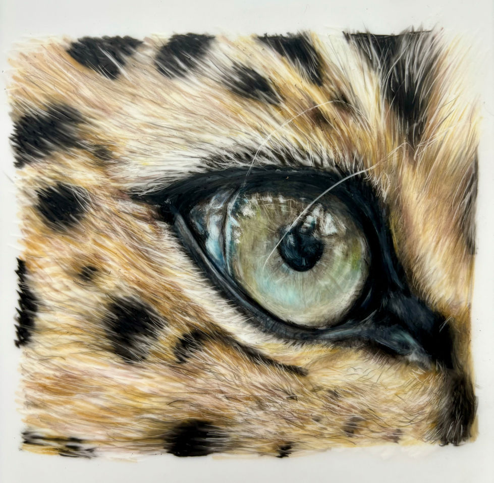 Leopard Eye Colored Pencil Study on Drafting Film