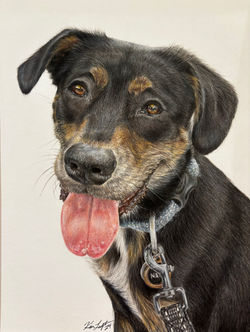 "Nash" 9"x12"
