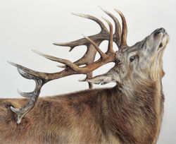 "Portrait of a Stag" 12"x16"