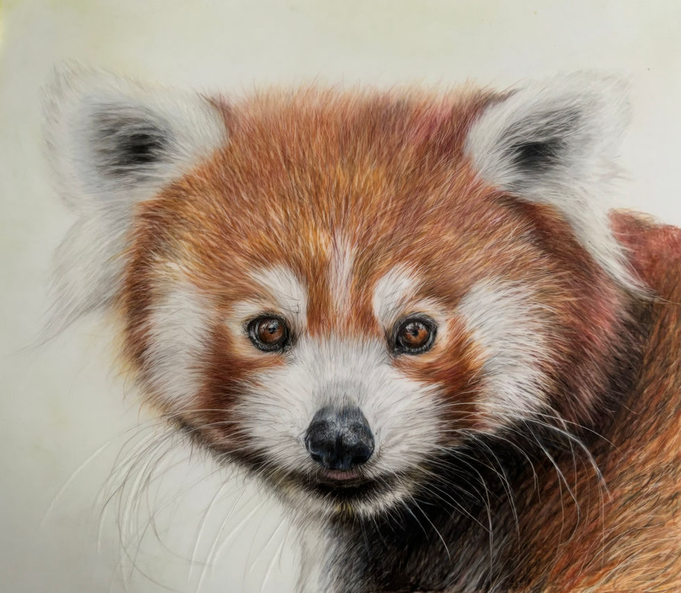 Red Panda Colored Pencil Drawing on Drafting Film
