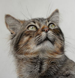 "Cat Face" 8"x10"