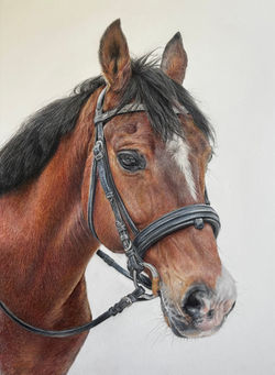"Ruby" 11"x14"