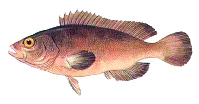 Pescado Cabo Yaky