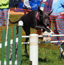 2013 Milton Bark for Life