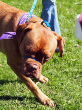2013 Milton Bark for Life