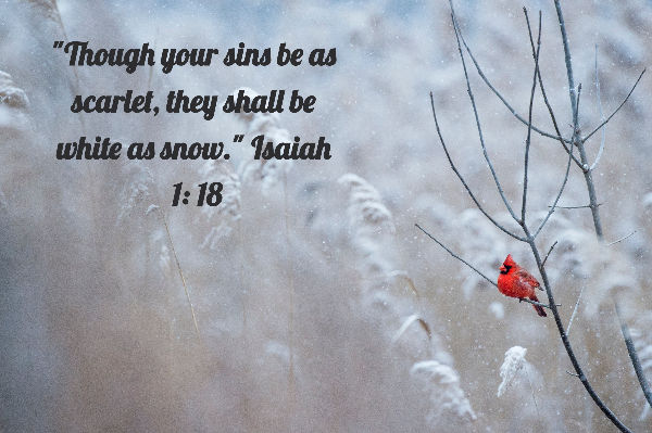 White Christmas Isaiah 1:18