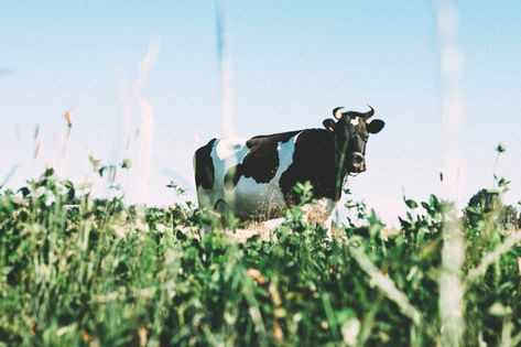 Dairy vs Plant Milks: Which One Is Right for You?