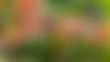 Jamaïque - De Kingston à Oracabessa via les Blue Mountains - Éloge au café et à J.Bond