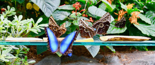 «Papillons en liberté», au Jardin botanique de Montréal, jusqu'au 28 avril 2019.
