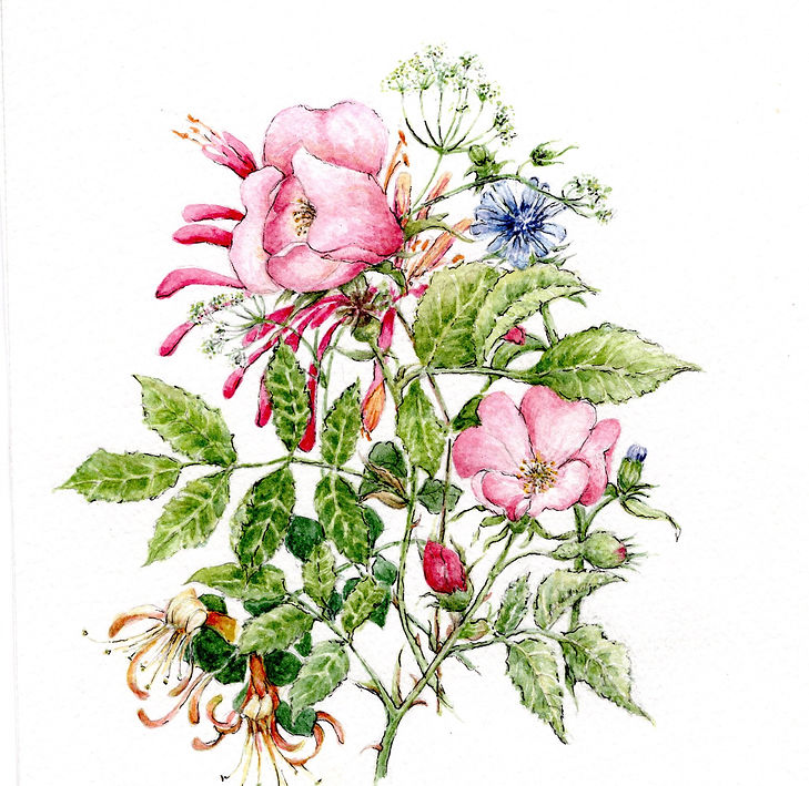 Diane Sweeting Honeysuckle and Dog Rose.jpg