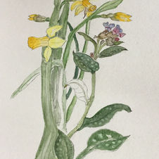 Sheila Q - Pulminaria and Narcissi.jpg