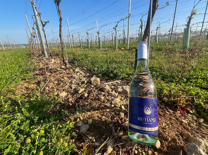 The Rutland Vineyard Wine in a vineyard