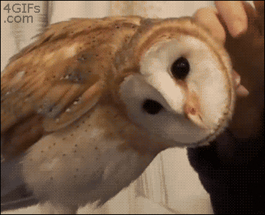 703D8E5D-5C30-4AE0-9871-F2911531D159.gif