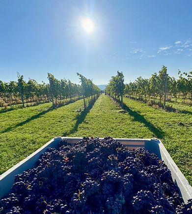 The Rutland Vineyard Red Grapes