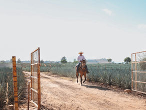 What On Earth is 100% Agave Tequila? (and why it really matters)