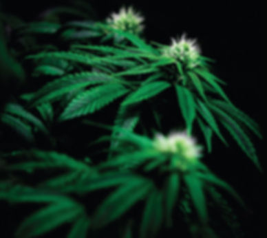 Green Peace