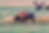 Bluestem Bison (1).png