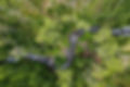 8.24.23-drone-turret-creek-lowrez-ian zinner-25.jpg
