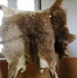 Ibex skun is used as Prayer mate