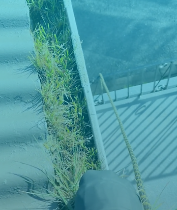 over.grown.gutter.before.being.cleaned