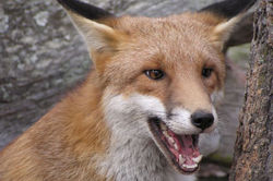 fox