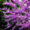 Thumbnail: Purple Blossoms