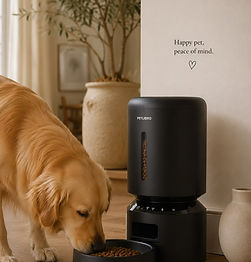 Pet care tips for keeping a consistent feeding routine.jpg