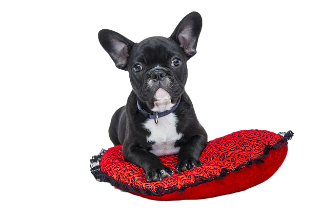 French Bulldog Puppy_edited_edited.png