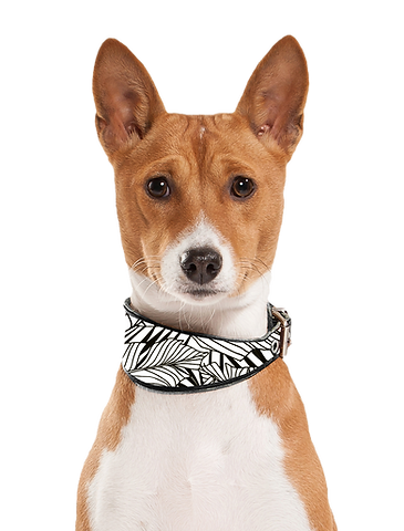 Dog With Collar_edited.png
