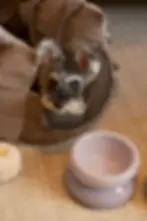 Soufflé Pet Bowl - Purple