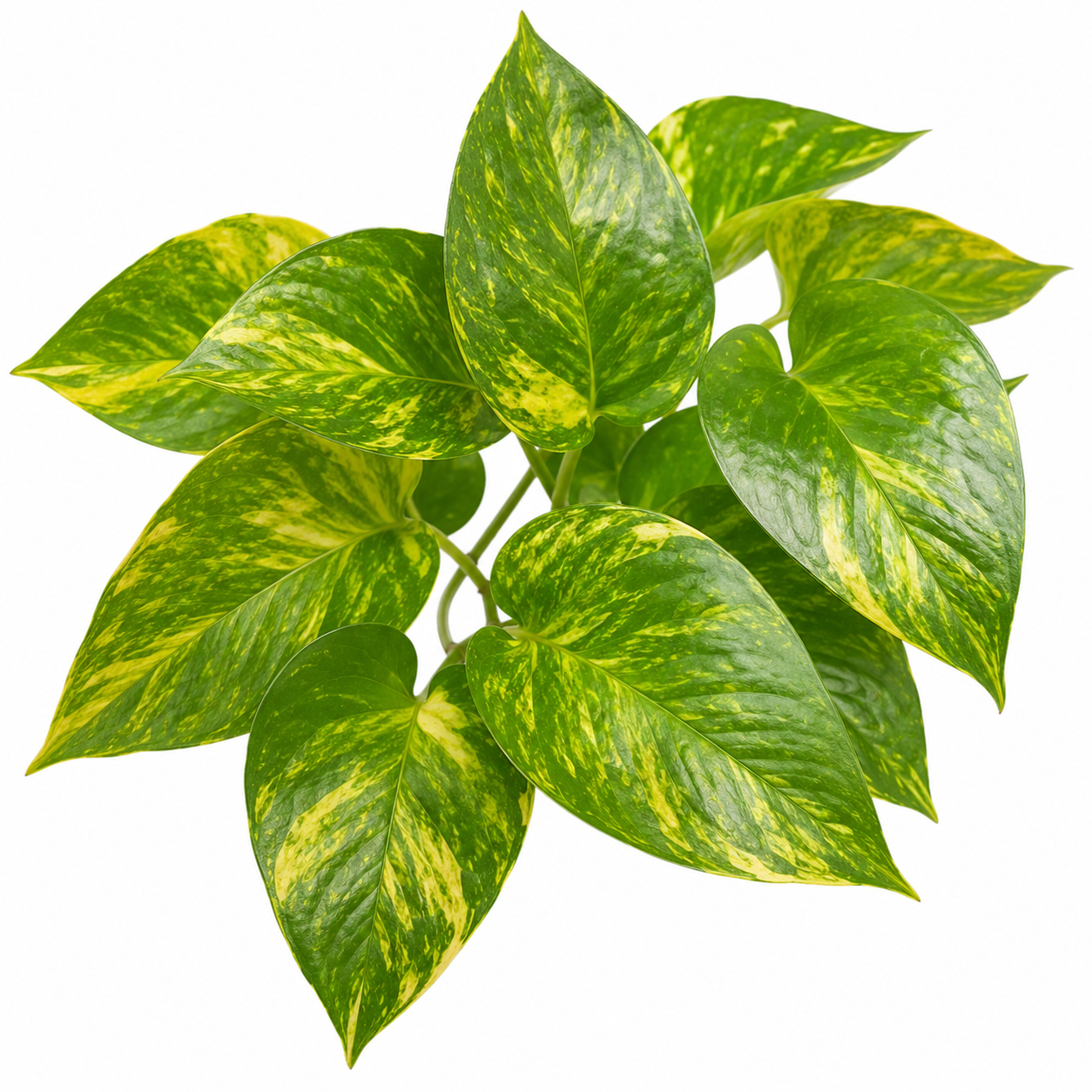 Golden Pothos Cutting