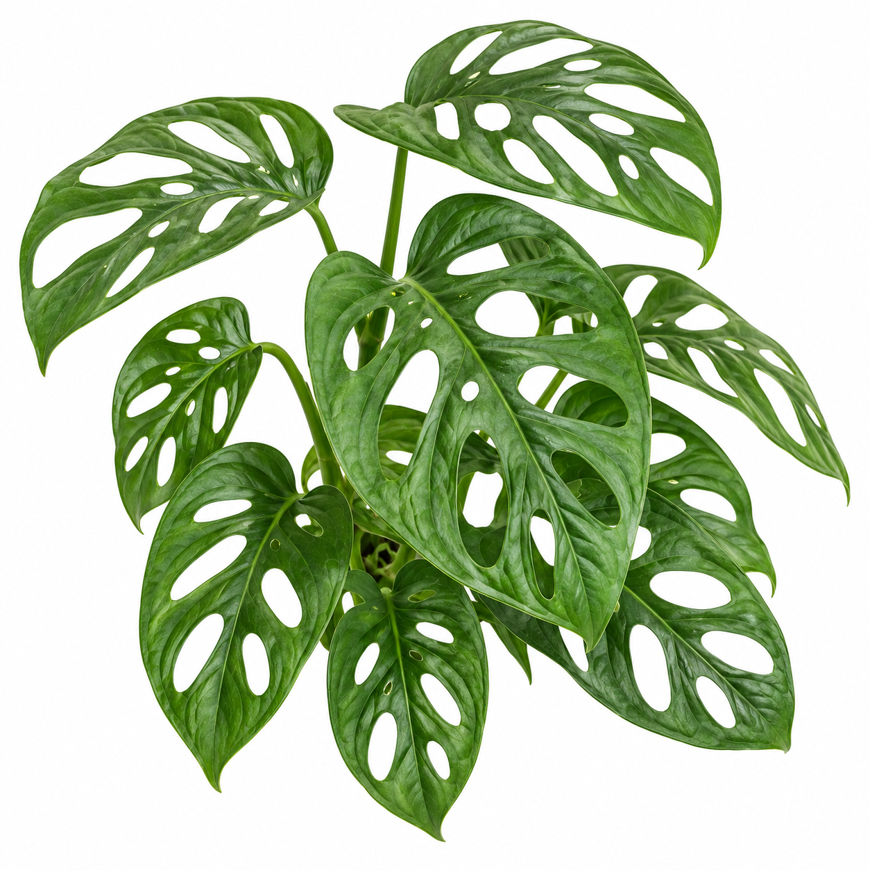 Monstera Adansonii Cutting