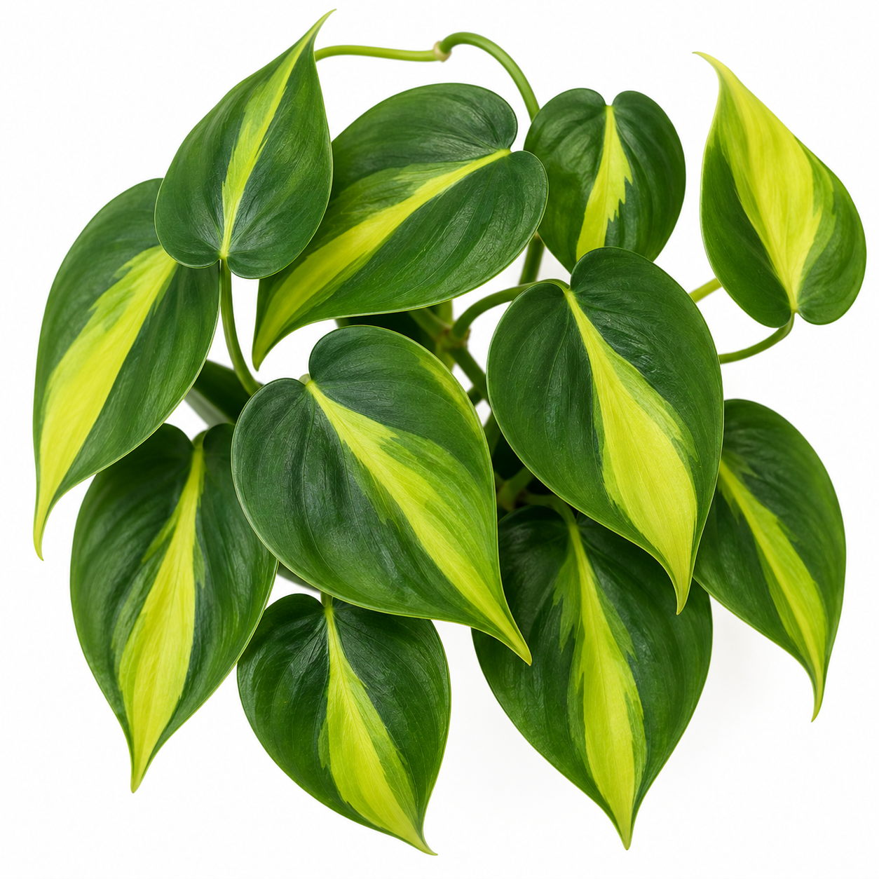 Philodendron Brazil Cutting