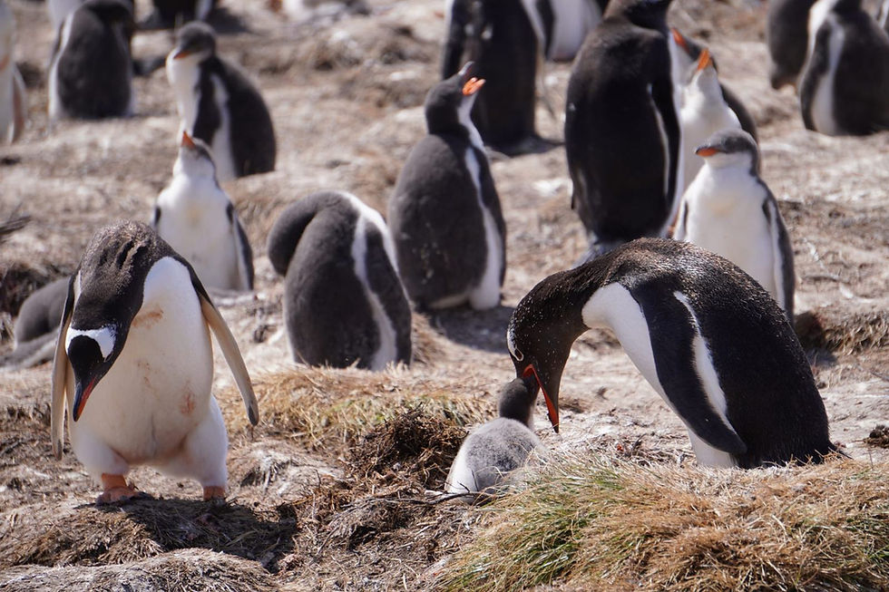 Gentoo penguin feeding its chick at the nest in the Bertha's Beach colony