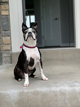 Bielinski Homes Dog_Lucy