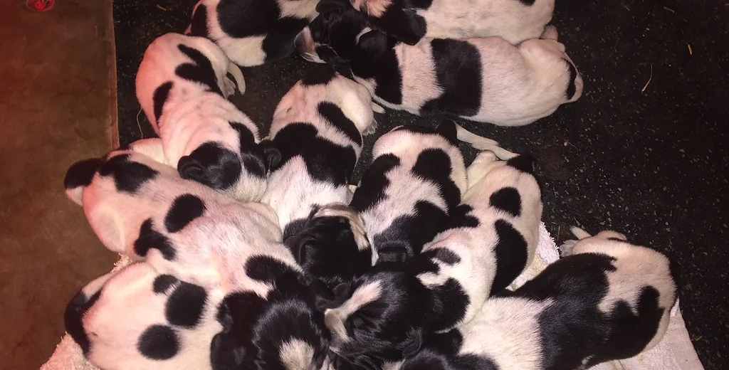 bobcat hounds for sale