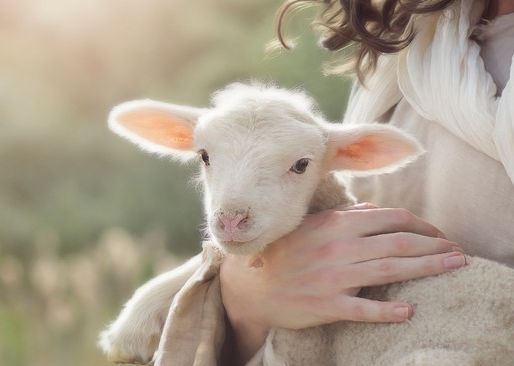 The Lord is our good shepherd who looks after us