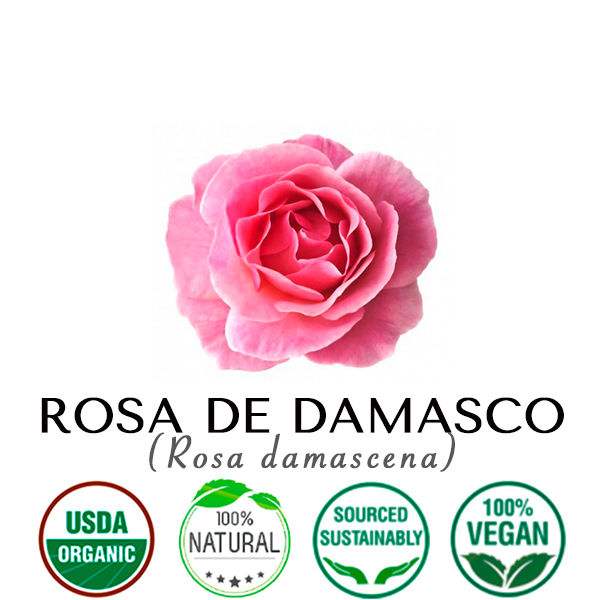 Miniatura: ROSA DE DAMASCO