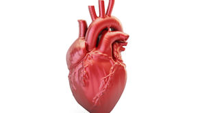 Cardiovascular Health in Aging: Understanding Challenges and Promoting Wellness 