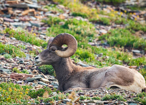 bighorn in Montana