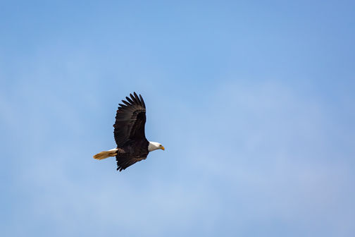 bald eagle flying in Florida Keys