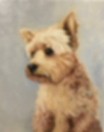 Yorkshire terrier oil painting