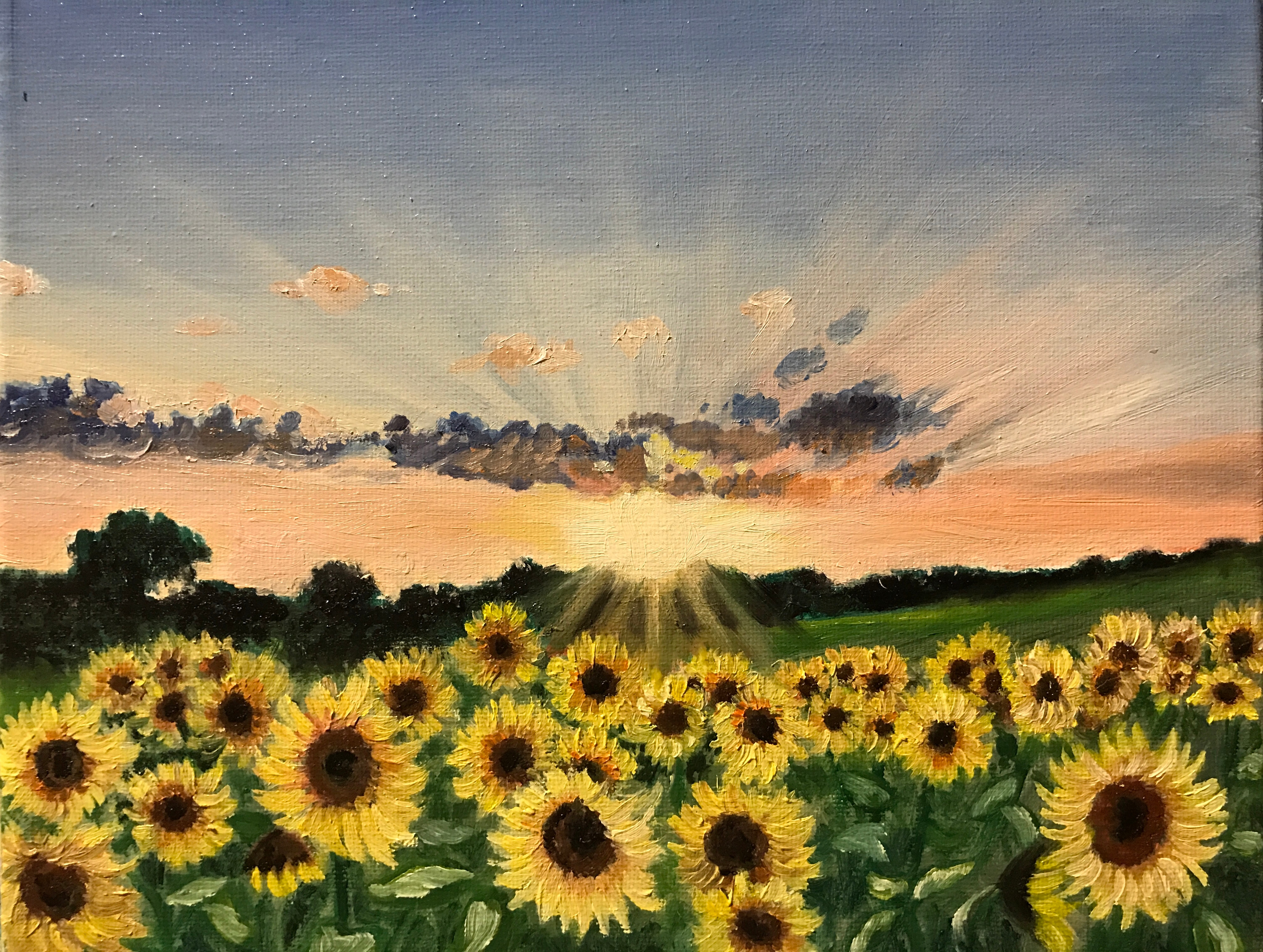 Sunflowers