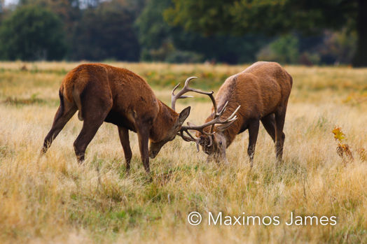 Red Deer 2 (watermark).jpg
