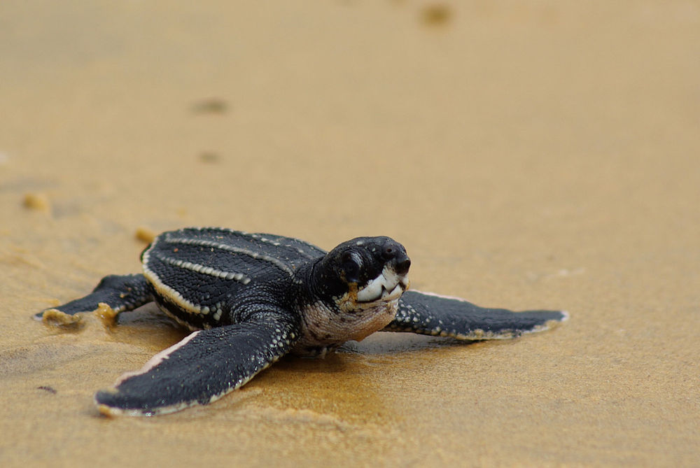 100pcs Mini Tortues Lumineuses, Qui Brillent Dans Noir Minuscules Tortues Miniatures Résine Petits Animaux Marins Jouets Pour Maison De Poupée Paysage