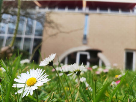marguerites dans la pelouse