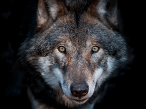 Concours scolaire : Loup qui es-tu? Par-delà le D'jan d'Mâdy